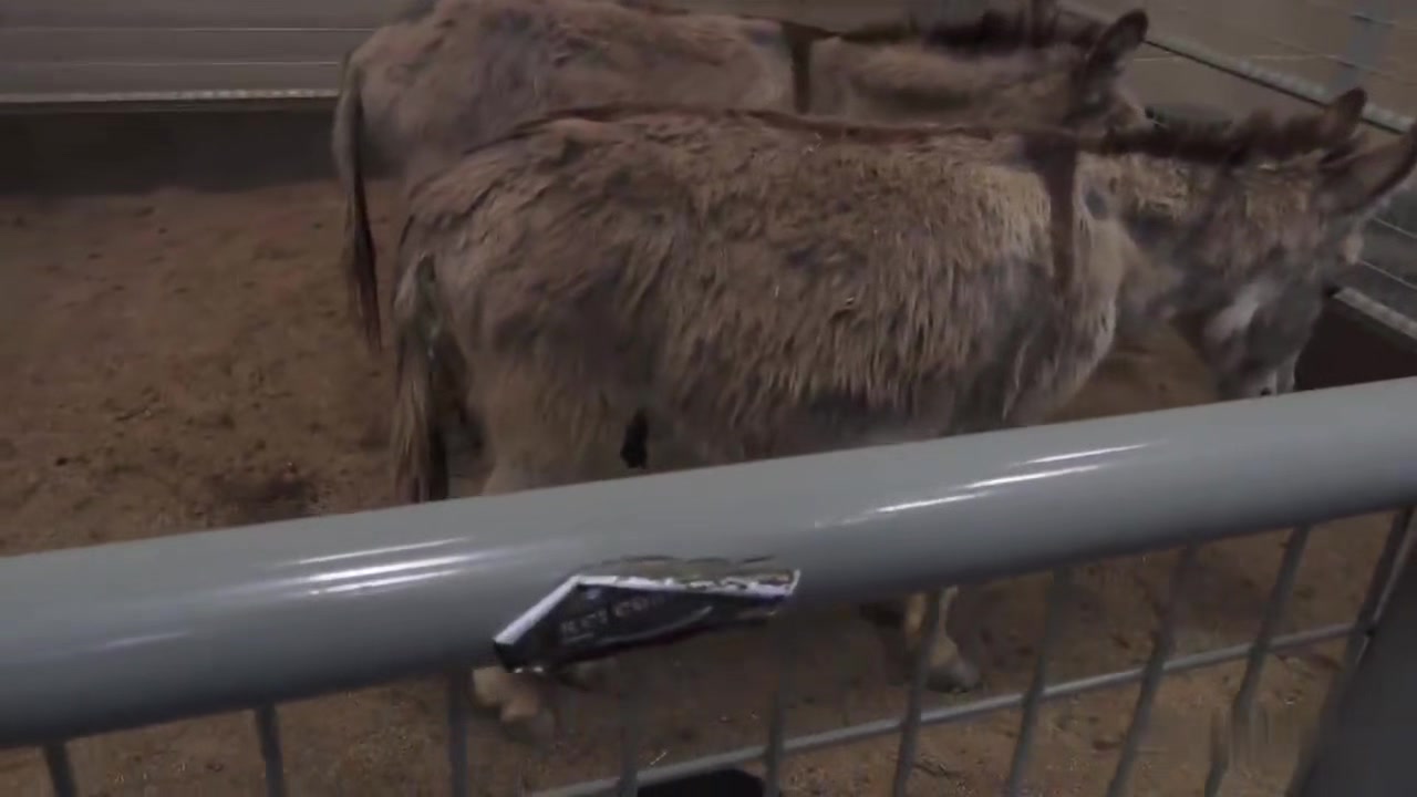 County Fair Flipfuck 5283