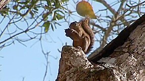 Muscular Brazilians fuck on the beach